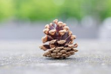 pinecone.jpg